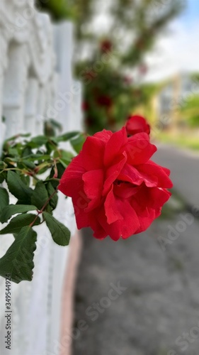 beautiful red rose with green leaves on the background of a white fence. Road and trees in summer