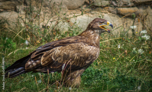 M  usebussard auf der Wiese