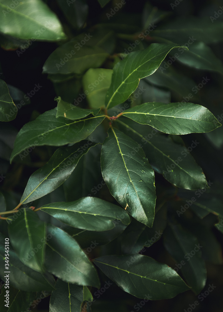 Shiny Laurel Leaves on a Cloudy Day