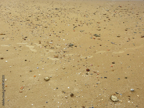 sand beach with shells and stone