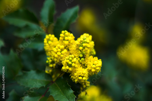 yellow flowers in the garden on green background