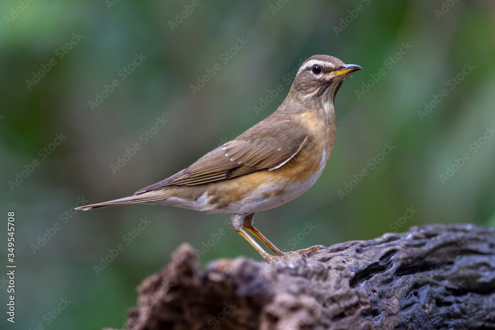 Eyebrowed Thrush bird with a brown top body Males have more gray color on their heads than females. The body is dark orange. Females have more white on the neck. Eyebrowed Thrush bird with a brown top body Males have more gray color on their heads than females. The body is dark orange. Females have more white on the neck.