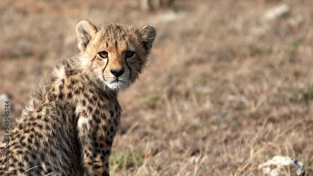 Cheetah cub looking straight into the camera Cheetah cub looking straight into the camera