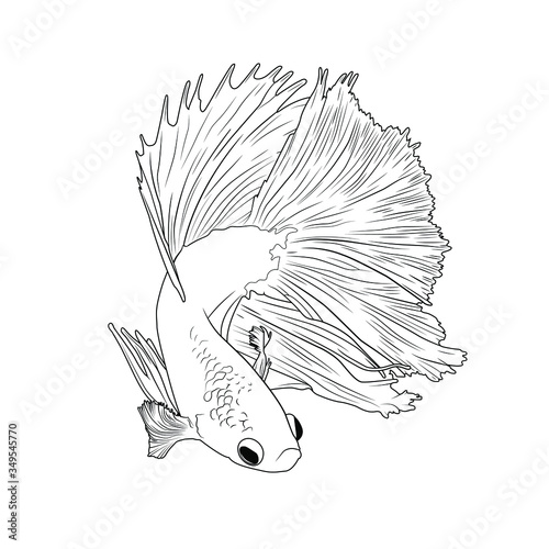 Japanese Fighting Fish