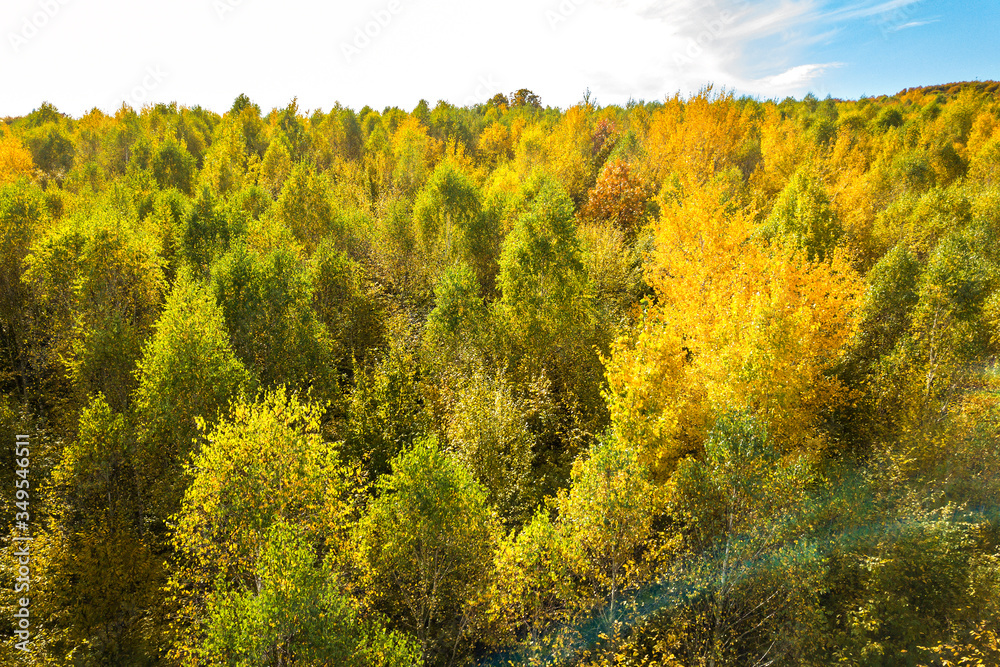 Top down aerial view of green and yellow canopies in autumn forest with many fresh trees. Top down aerial view of green and yellow canopies in autumn forest with many fresh trees.