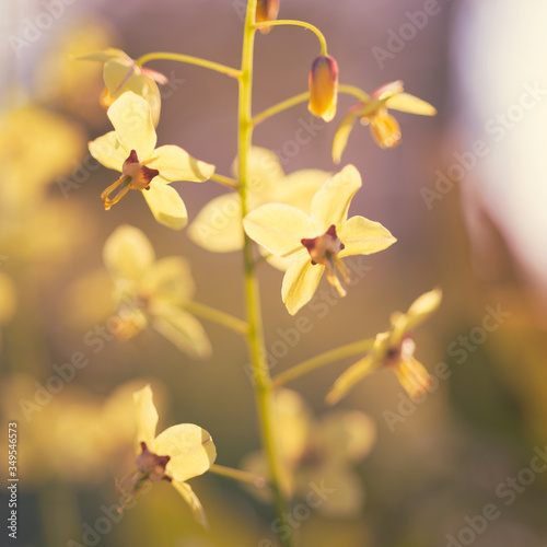 Epimedium colchicum flowers closeup in the forest