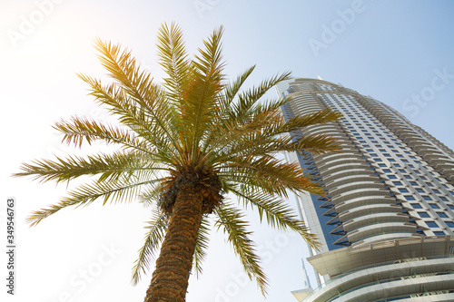 Palm tree and tall house against the sky. Summer city landscape, branches of a green palm on the background of a multi-storey building. © ALEXEY