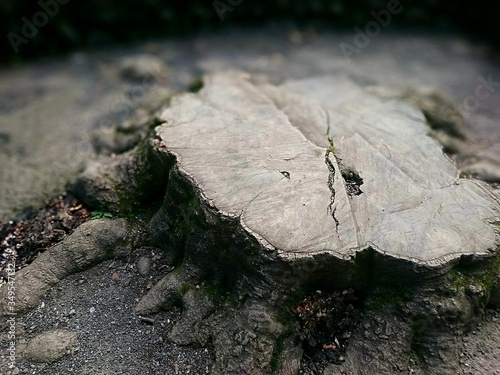 Photo Close-up Of Tree Stump On Field