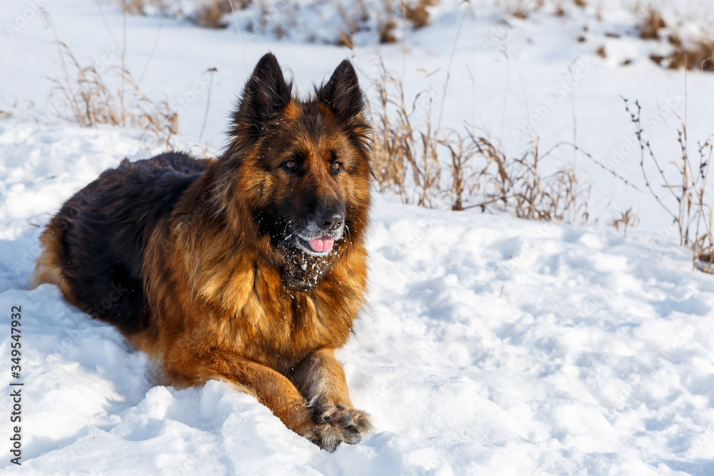 German shepherd dog lies in the snow and carefully looks forward. German shepherd dog lies in the snow and carefully looks forward.