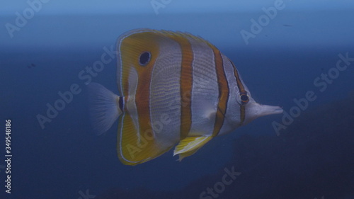 Fish, coral reef dweller swims close to the camera