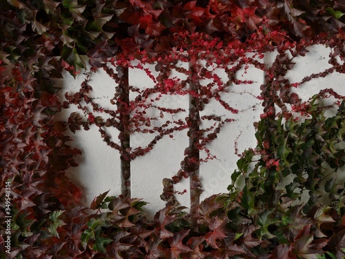 Creeper Plants Growing On Wall Fototapete