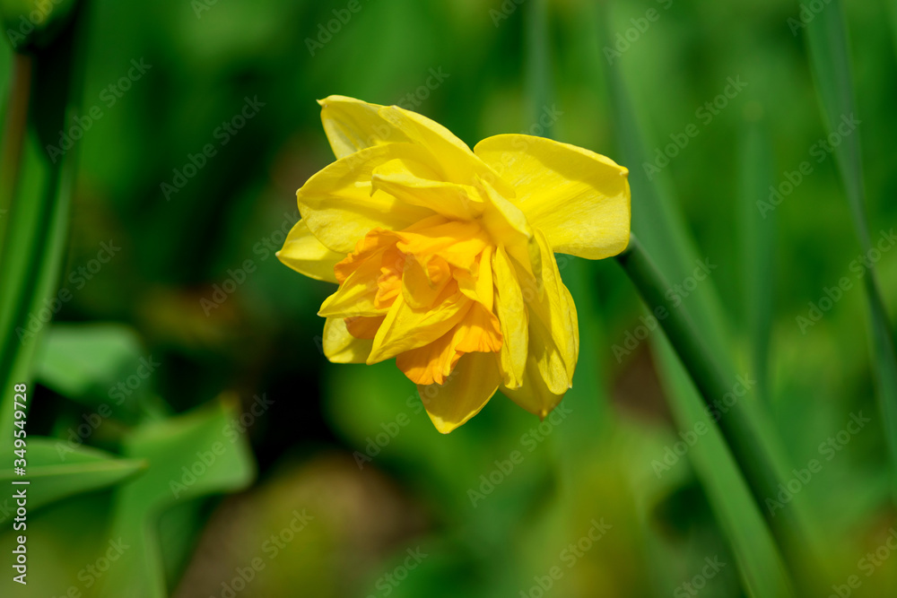 Close-up photograph of a beautiful yellow flower on a background of blurred green grass Close-up photograph of a beautiful yellow flower on a background of blurred green grass