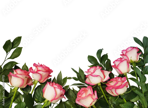 White and pink roses on a white background with free space for text. Flat lay. Top view. Postcard with roses. Greeting card.