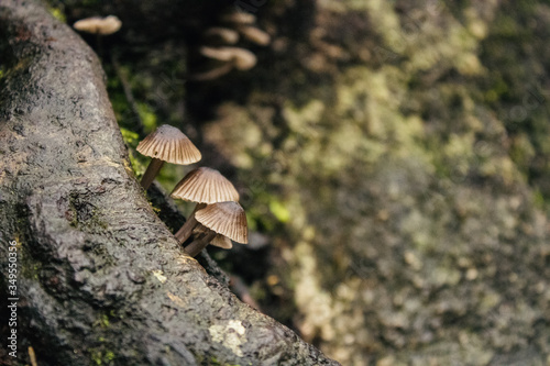 mushrooms rainy day