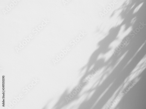 shadow leaf on white wall