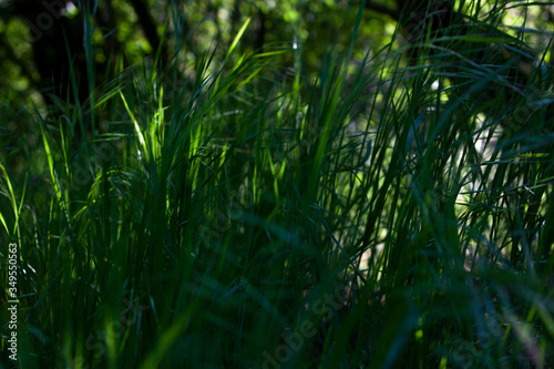 green grass background