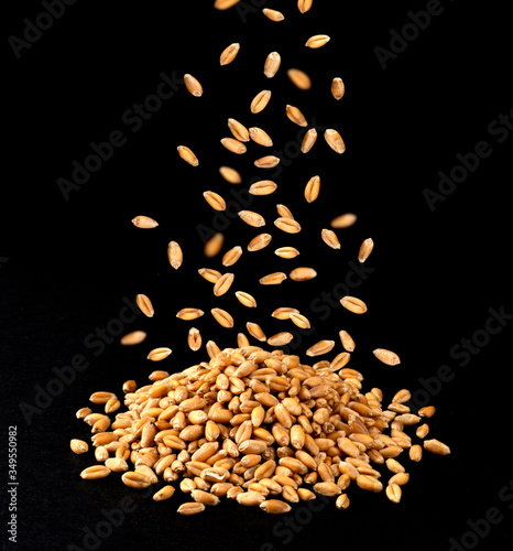 Falling dry wheat grains isolated on black background photo