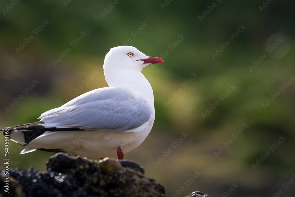 Möwe Möwe
