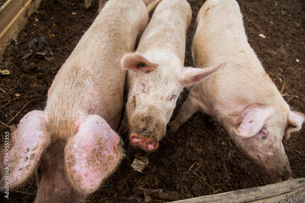 Domestic pigs on a farm Domestic pigs on a farm