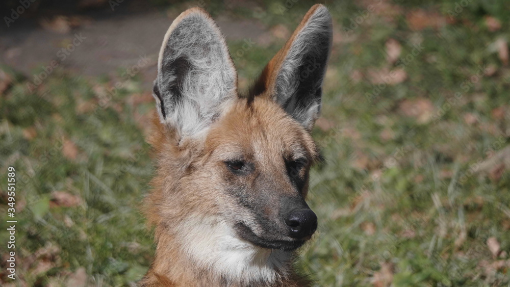 Fototapeta premium Red maned wolf in the captive animal