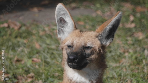 Red maned wolf in the captive animal photo