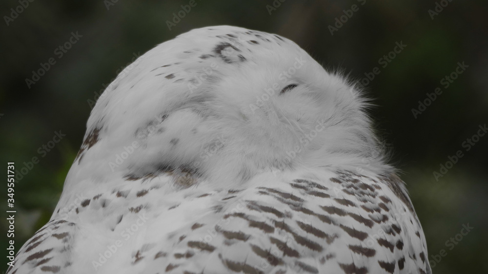 Obraz premium Snowy owl Bubo scandiacus or Nyctea scandiaca sitting on a stick