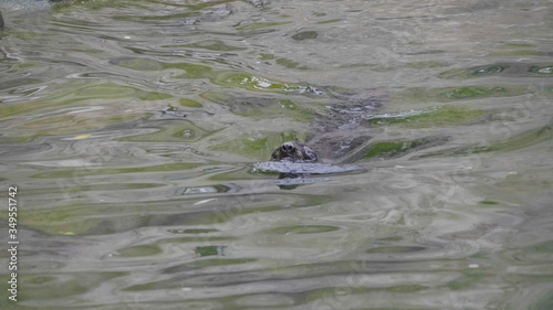 Very cute spotted seal pops up in the waves