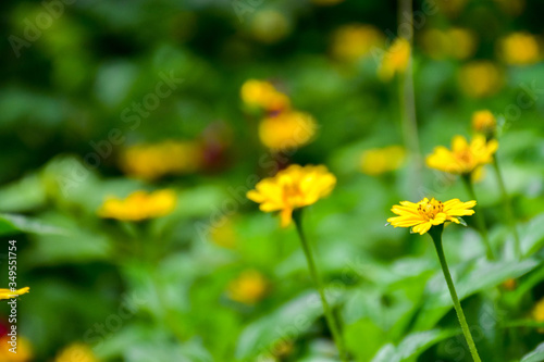 yellow flowers in the garden