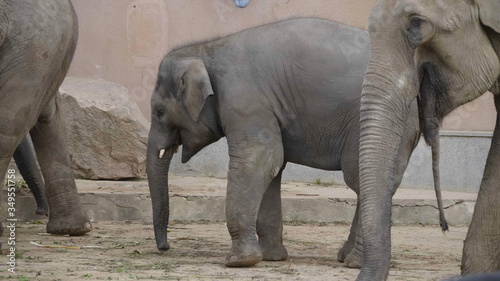 Wild Asian elephant mother and baby are walking