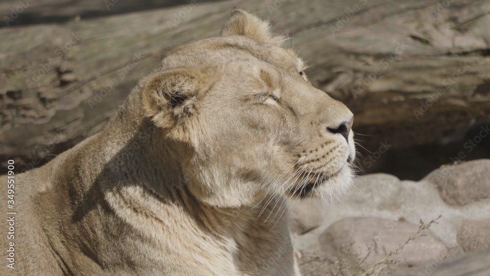 Portrait lioness basking in the warm sun after dinner