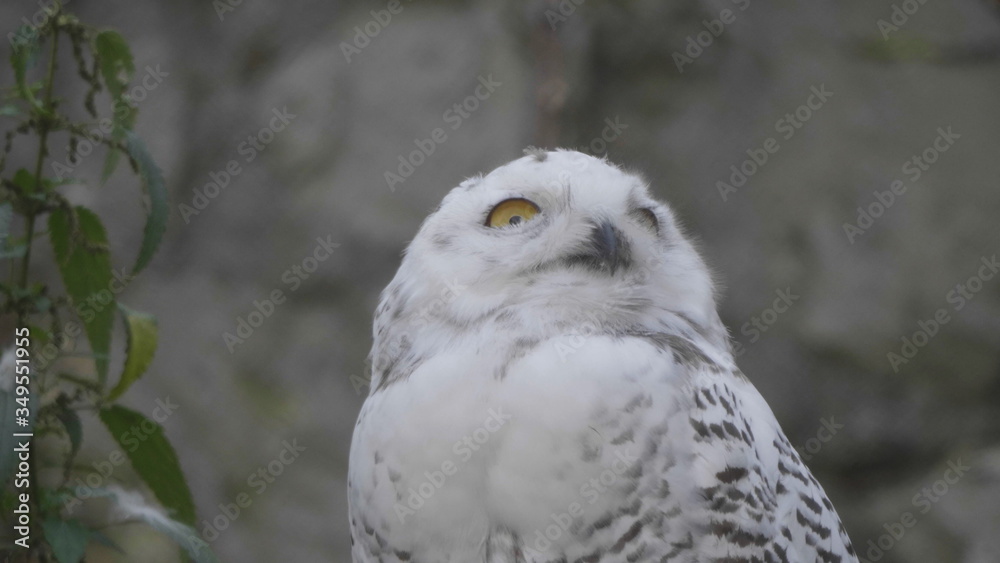 Snowy owl Bubo scandiacus or Nyctea scandiaca sitting on a stick Snowy owl Bubo scandiacus or Nyctea scandiaca sitting on a stick