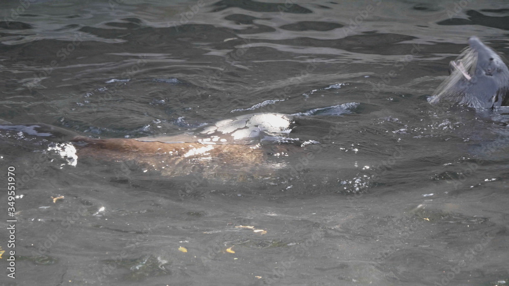 Obraz premium Very cute spotted seal pops up in the waves