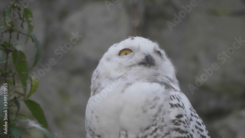 Snowy owl Bubo scandiacus or Nyctea scandiaca sitting on a stick