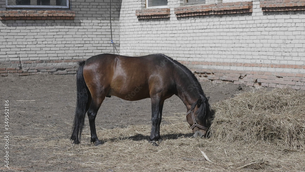 Herd of horses on a farm near a haystack Herd of horses on a farm near a haystack