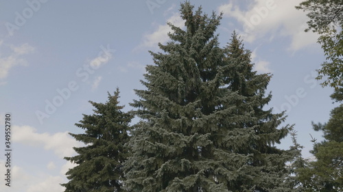 Pine trees against blue sky © Arrows