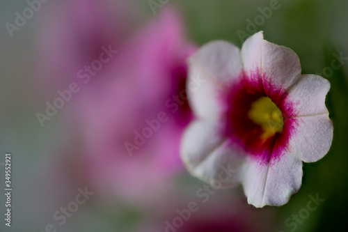 Red Calibrachoa, presumably a hybrid