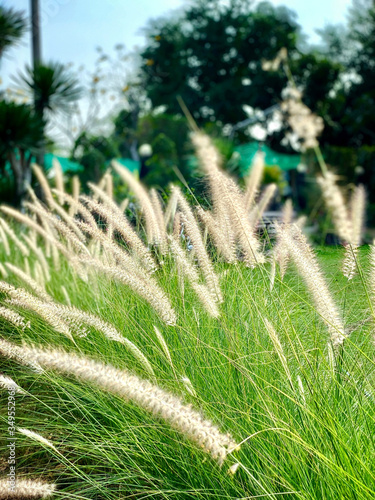 Beautiful Grasses Flowers