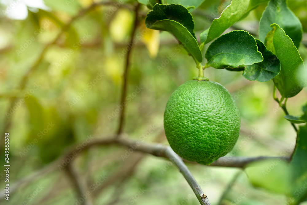 Green lemon on tree in garden. Citrus limon. Fruitful tree