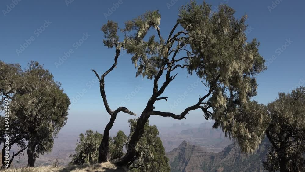 A tree growing in Africa with fruits like apples. A tree growing in Africa with fruits like apples.