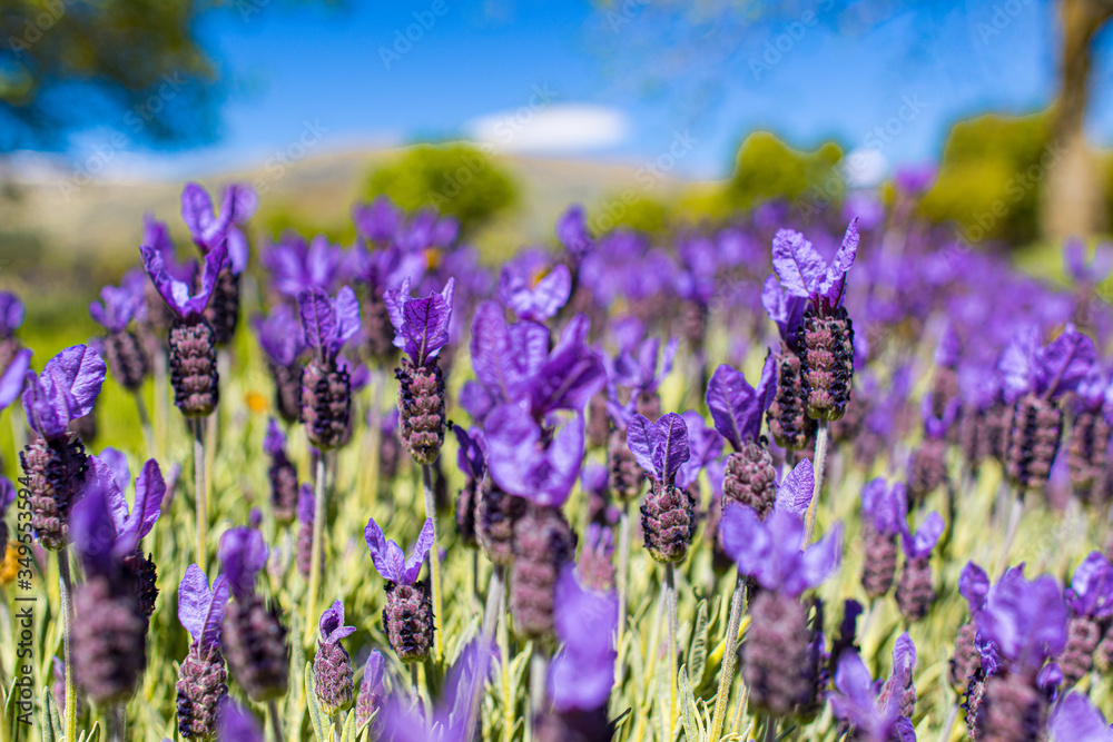 Obraz premium Lavendel mit Honigbienen - Lavendelfarm Wanaka