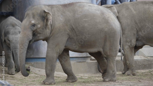 MOSCOW - SEPTEMBER 27  Moscow Zoo Asian elephant mother and baby are walking on September 27  2019 in Moscow  Russia