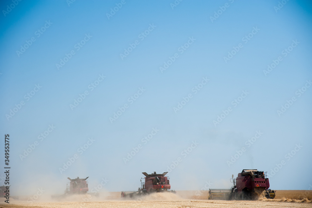 Fototapeta premium Combine harvester harvests ripe wheat