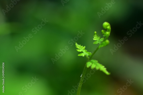 Closeup nature view of beautiful fern on blurred greenery background in garden with copy space for text using as background natural green plants landscape, ecology, fresh cover page concept.