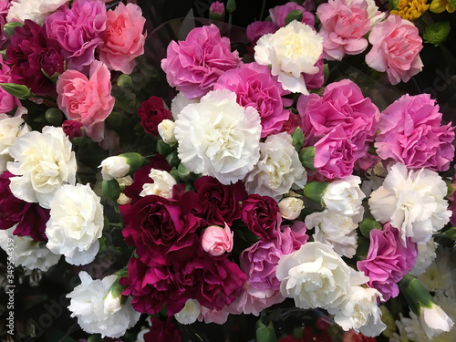 Full frame close-up view from directly above of beautiful bouquets of fresh pink and white carnations © Jack