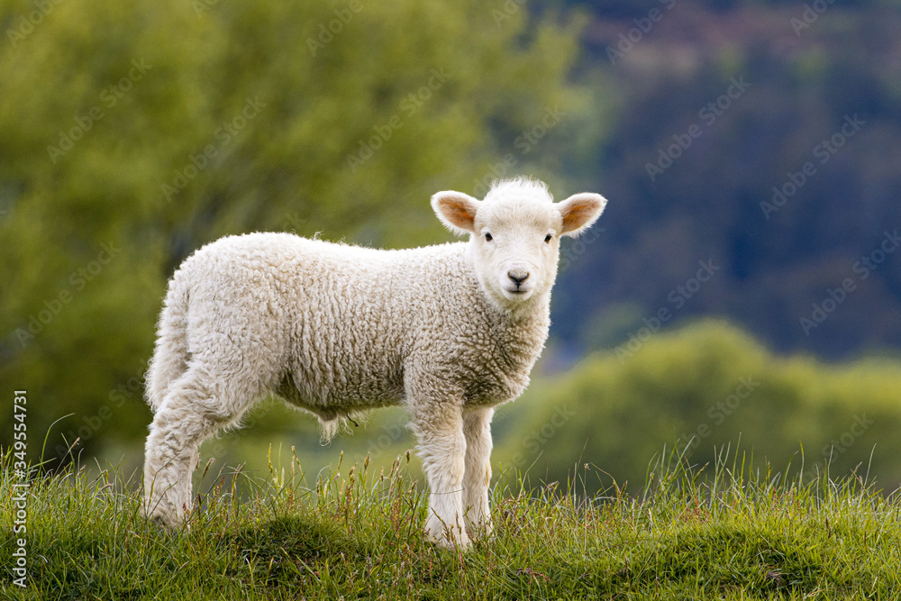Fototapeta premium Baby Schaf im Gras in Neuseeland