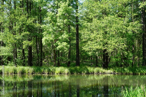 Grüner, sonniger Spreewald