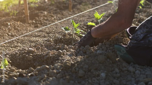 Farmer man planting a new organic vegetable in the garden at sunset. Closeup on hands of man growing a plantation of eggplants or aubergines. Agriculture and cultivation business. Nature.