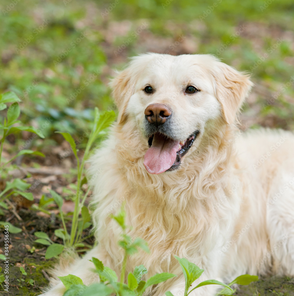 Fototapeta premium white golden retriever portrait in forest
