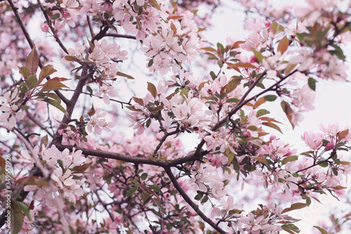 Blooming apple tree