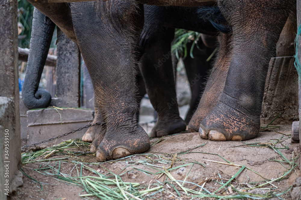 Obraz premium The elephants are in the elephant camp in Mae Rim District, Chiang Mai Province in the north of Thailand.